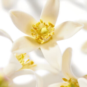 Prodigieux Neroli le Parfum 50ml - Image 5