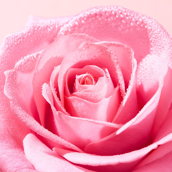 Gelée nettoyante apaisante Very Rose 150ml – Image 4