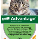 Advantage Chat – Anti-Puces Pour Chats De Moins de 4KG – 6 Pipettes
