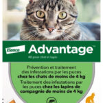 Advantage Chat – Anti-Puces Pour Chats De Moins de 4KG – 4 Pipettes