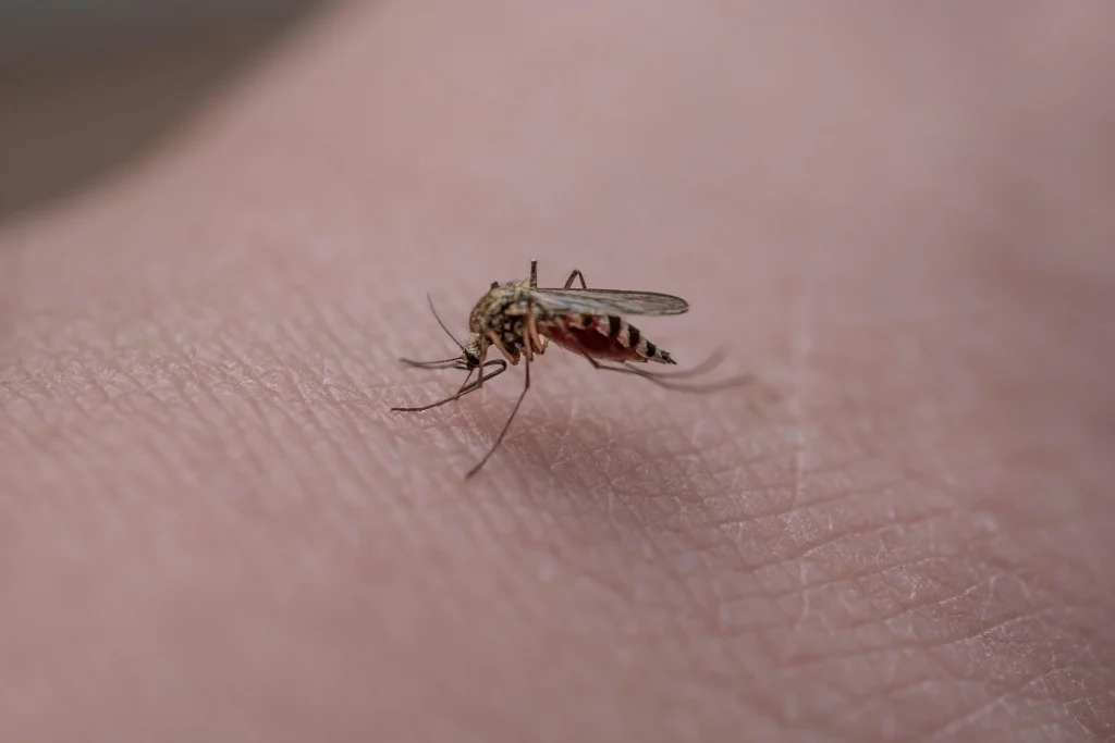 anti-moustiques, quel répulsif choisir ?