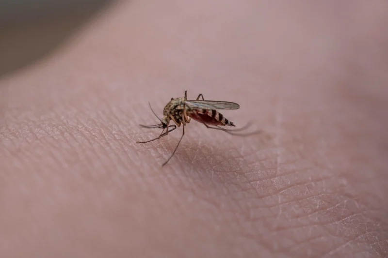 anti-moustiques, quel répulsif choisir ?